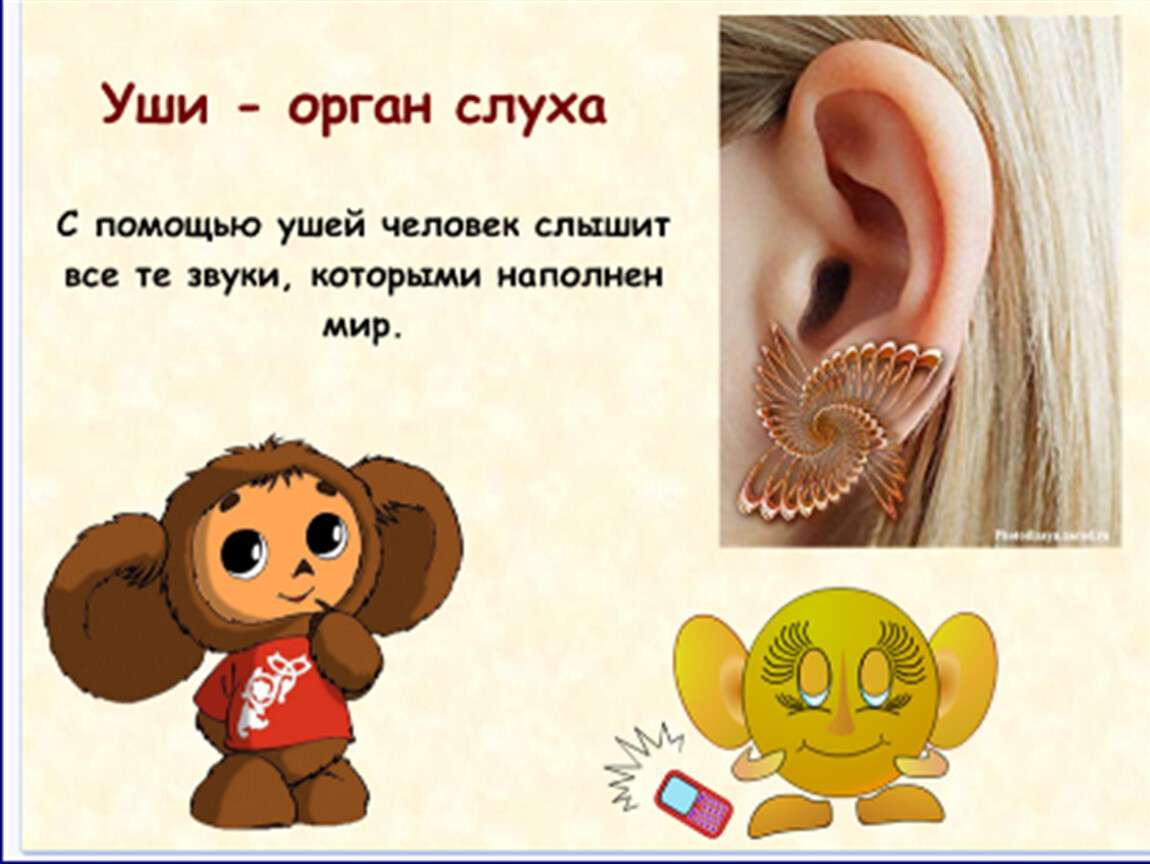 Стишок про уши для детей. Орган слуха для дошкольников. Уши орган слуха задания для детей. Что значит слышать звук